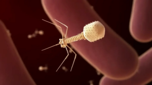 AI-made viruses could be the future of medicine