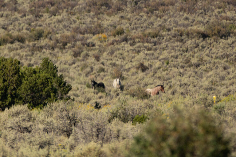 Three wild mustangs run through sagebrush during the Bureau of Land Management's wild mustang roundup. One horse is black, one is white and the third is light brown.