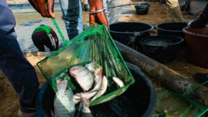 More food and money, less disease: Senegal’s surprising eco-experiment