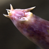 A Slimy Discovery: New Fossil Found Of Jawless, Backless Hagfish