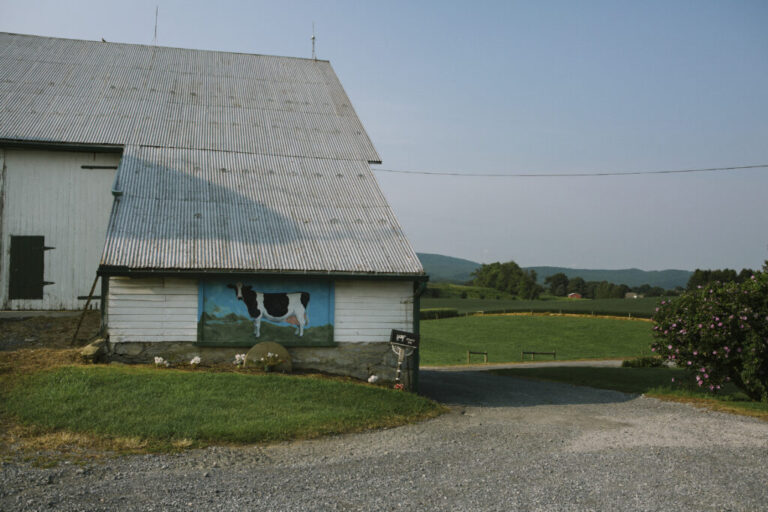 A black-and-white cow is painting on the side of a large white barn at Stamy Farms.