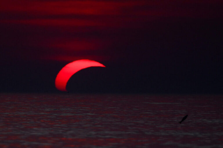 A fish jumps out of the water during a solar eclipse\