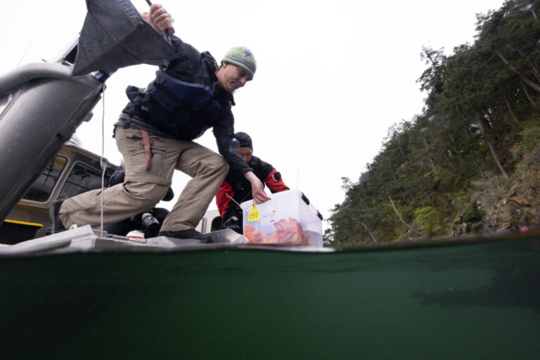 Jason Hodin and Scott McIntosh, a member of the Samish Indian Nation, lower a box of 3-year-old lab-reared sunflower sea stars into the sea at Decatur Island in the San Juans, Wash.