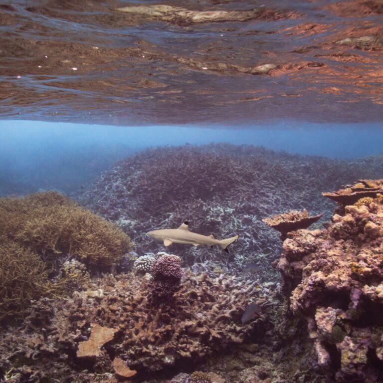 Pacific marine monuments lose environmental protections