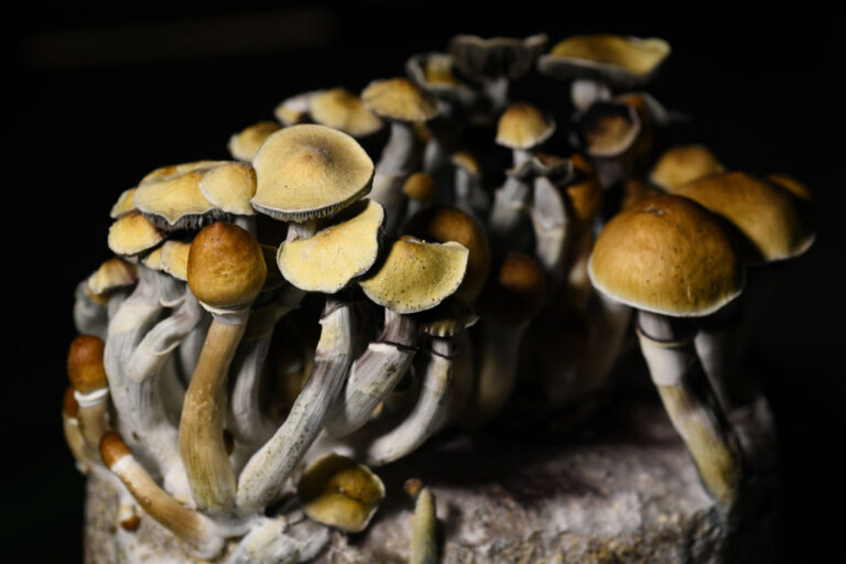 Psilocybin mushroom grown in Littleton, Colo. Use of the psychoactive drug is growing in popularity in the U.S.