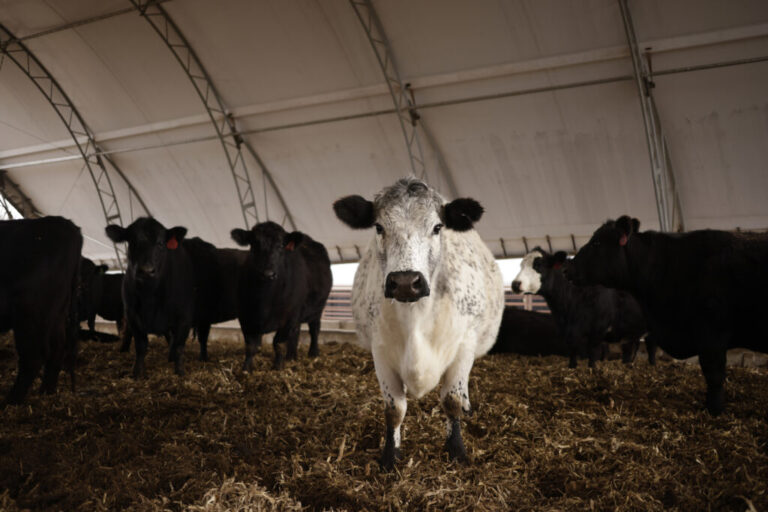 LEXINGTON, KY - FEBRUARY 18, 2026 Cows are pictured in a feed barn at Hallstead Farms on Wednesday, February 18, 2026 in Lexington, Ky. Family farmers Reid and Amanda Hall raise beef cattle in central Kentucky despite the challenging economics of farming in 2026. Luke Sharrett for NPR