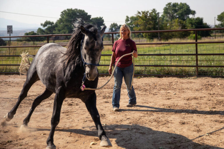 Cindy Day holds a rope that's attached to the bridle of Moses, a mustang, as they practice training exercises on the ranch where Moses lives in Clifton, Colorado, on August 5, 2026. They are on dirt ground, and behind them is a metal fence with green grass beyond it.