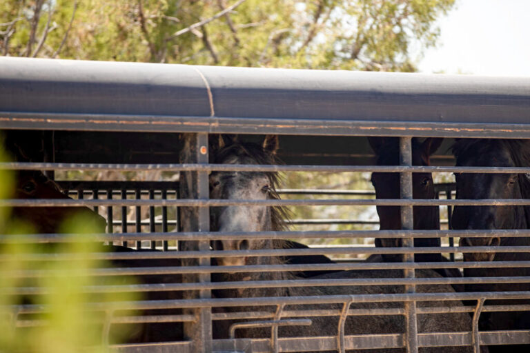 This photo shows a trailer of wild mustangs. The dark-colored horses are inside the trailer, which has horizontal metal bars on its sides.