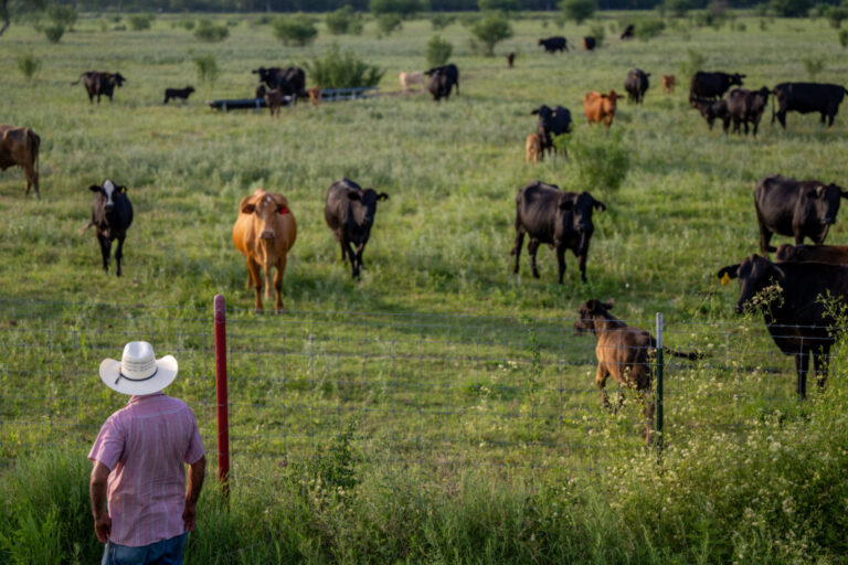 Farmer Jose Esquivel surveys his field of cattle on June 13, 2023 in Quemado, Texas.