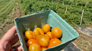 Branded fruit: How produce got “Honeycrisp-ified”