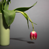 A dark pink tulip in a mint green vase droops, nearly touching the surface that the vase is resting on. The vase sits against a gray backdrop.