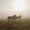 'The Seer:' Wendell Berry And The Vanishing Beauty Of Small Farms