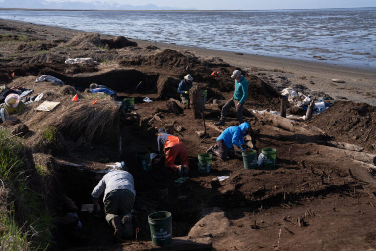 Volunteer excavators and archaeologists, many of them kneeling, search the soil for artifacts at the Nunalleq dig site.