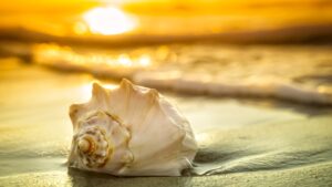 What can seashells teach us about the health of our oceans?