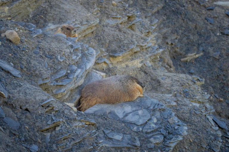 The first ever Fat Marmot Week ends on August 30, 2026.