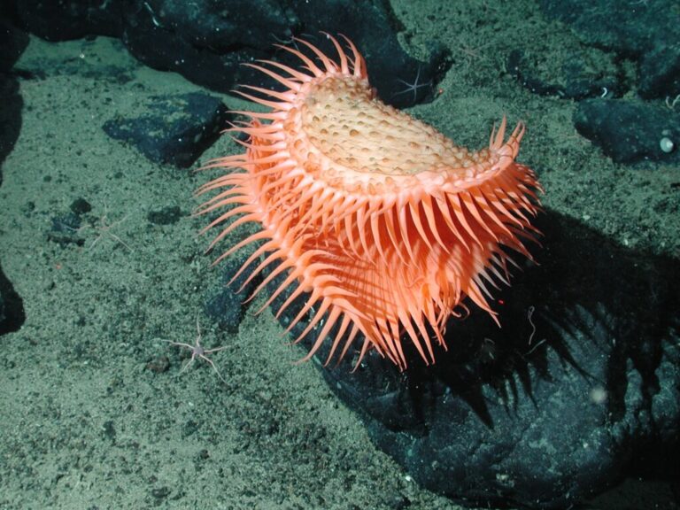 An unidentified cnidarian that resembles a Venus flytrap from the family Hormathiidae, sits at 1874 meters water depth. A new study finds that the vast majority of the deep sea floor remains undocumented.