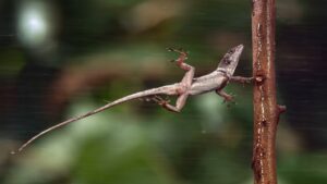 How hurricanes triggered lizards’ rapid evolution