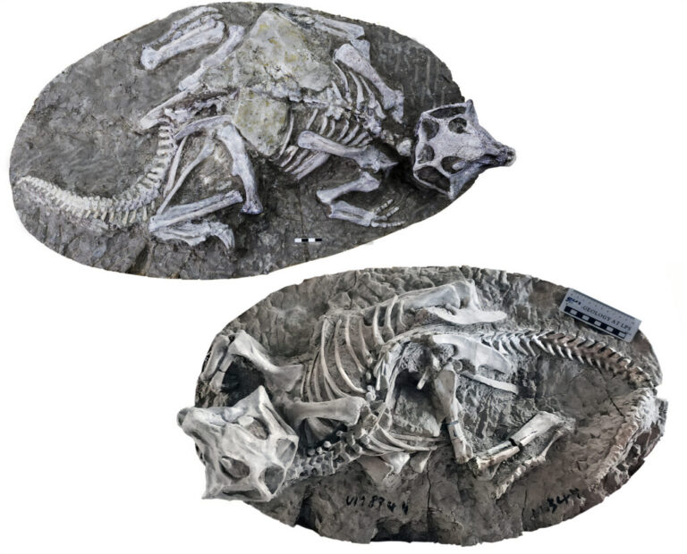 Two complete skeletons of the dinosaur Psittacosaurus from one of the sites analyzed by the research team. Some scientists say these fossils show evidence of preservation due to their burrows collapsing.