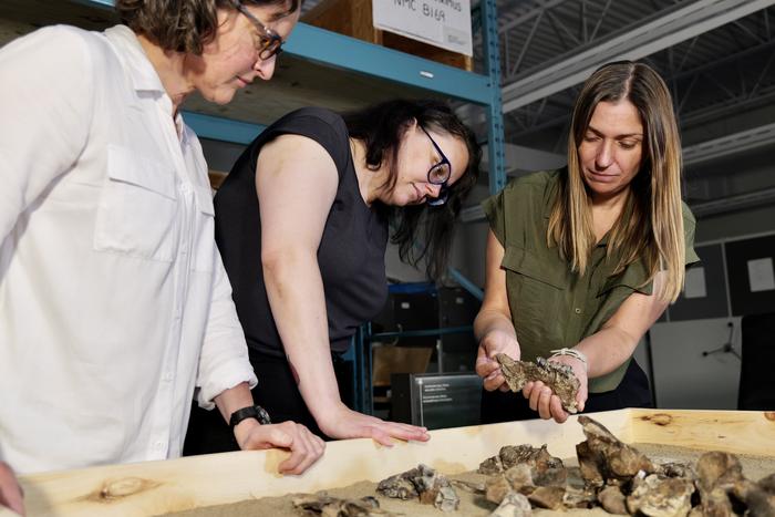 Canadian Museum of Nature researchers Natalia Rybczynski (left), Danielle Fraser and Marisa Gilbert examine the bones of Epiaceratherium itjilik.
