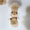 Why NASA Is Blasting Water Bears And Bobtail Squid Into Space