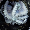Researchers found a rare octopus nursery off the coast of Costa Rica