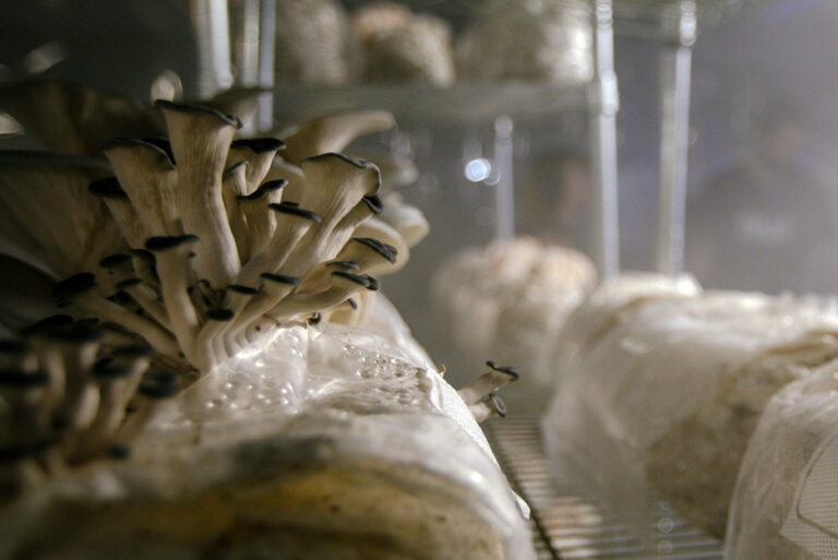 Mushrooms grow in a fruiting room inside a former hog barn retrofitted by the Faaborg family. The Faaborg family grows specialty mushrooms at 1100 Farm in central Iowa. Tyler Faaborg said the family makes their own mushroom blocks, which is cheaper than buying them. They're 50% soy hull; 50% hardwood pellets.