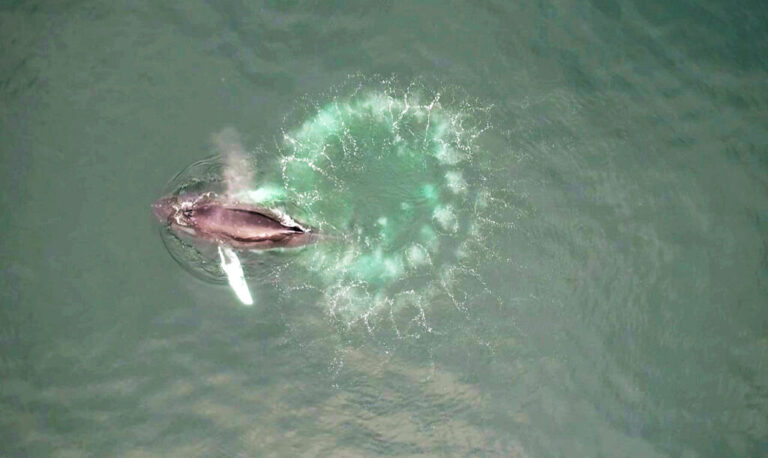 Humpback whales blow spiraling circles of bubbles to create underwater nets for their tiny prey, krill.