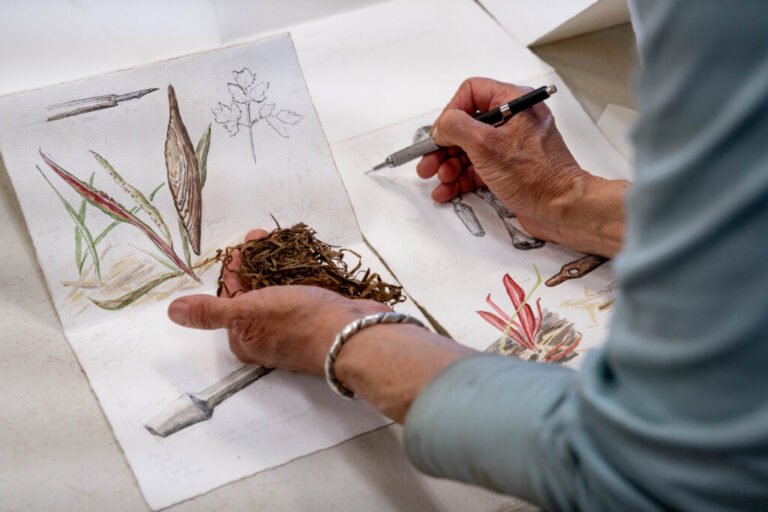 Stephanie Harold creates watercolor illustrations of artifacts excavated from the Nunalleq dig site.
