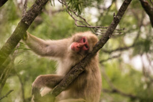 Will a macaque eat a grape sitting on a pile of poo? A study on germaphobia