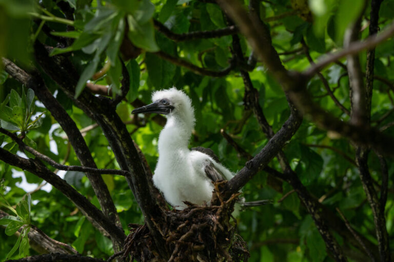 A Juvenile red-footed boobie.