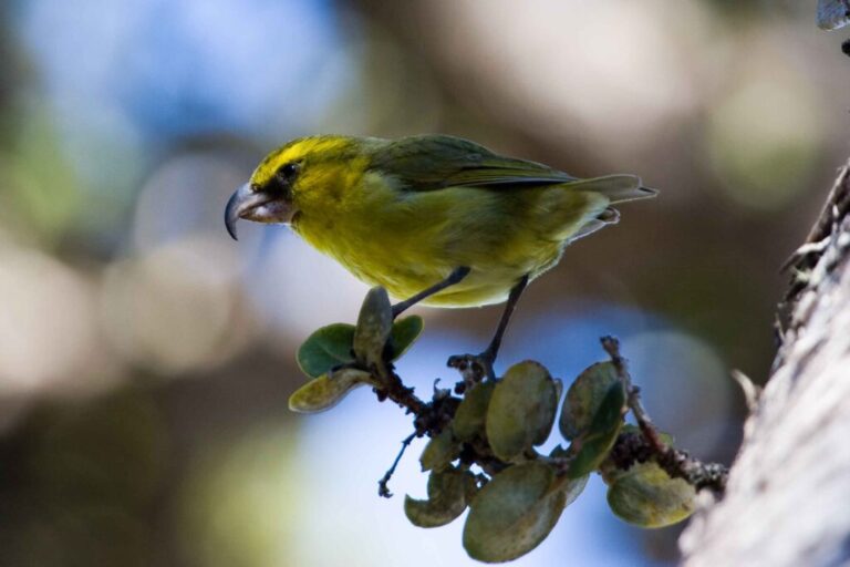 Suppressing mosquitoes could give birds like the kiwikiu a chance to survive. “There is no place safe for them, so we have to make that place safe again,” says Chris Warren of Haleakalā National Park. “It’s the only option.”