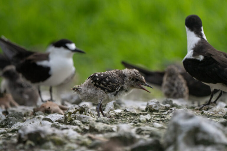 A sooty tern chick.